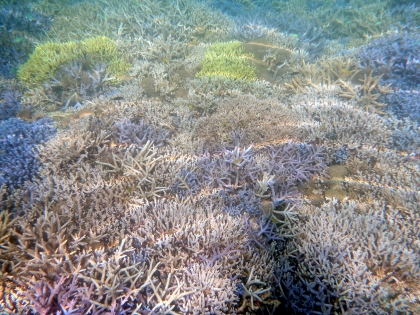 西表島サンゴのダイビングポイント