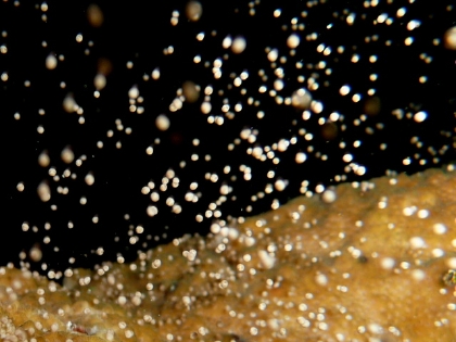 西表島のサンゴの産卵ナイトダイビング