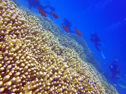 西表島　コモンシコロサンゴ　ダイビング