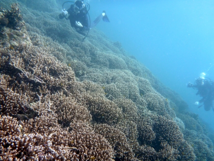 西表島のサンゴ　ダイビング写真